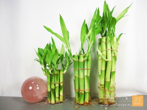 مراقبت از گیاه بامبو: