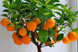درختچه های میوه (بن سای)، عنصری فوق العاده در دکوراسیون